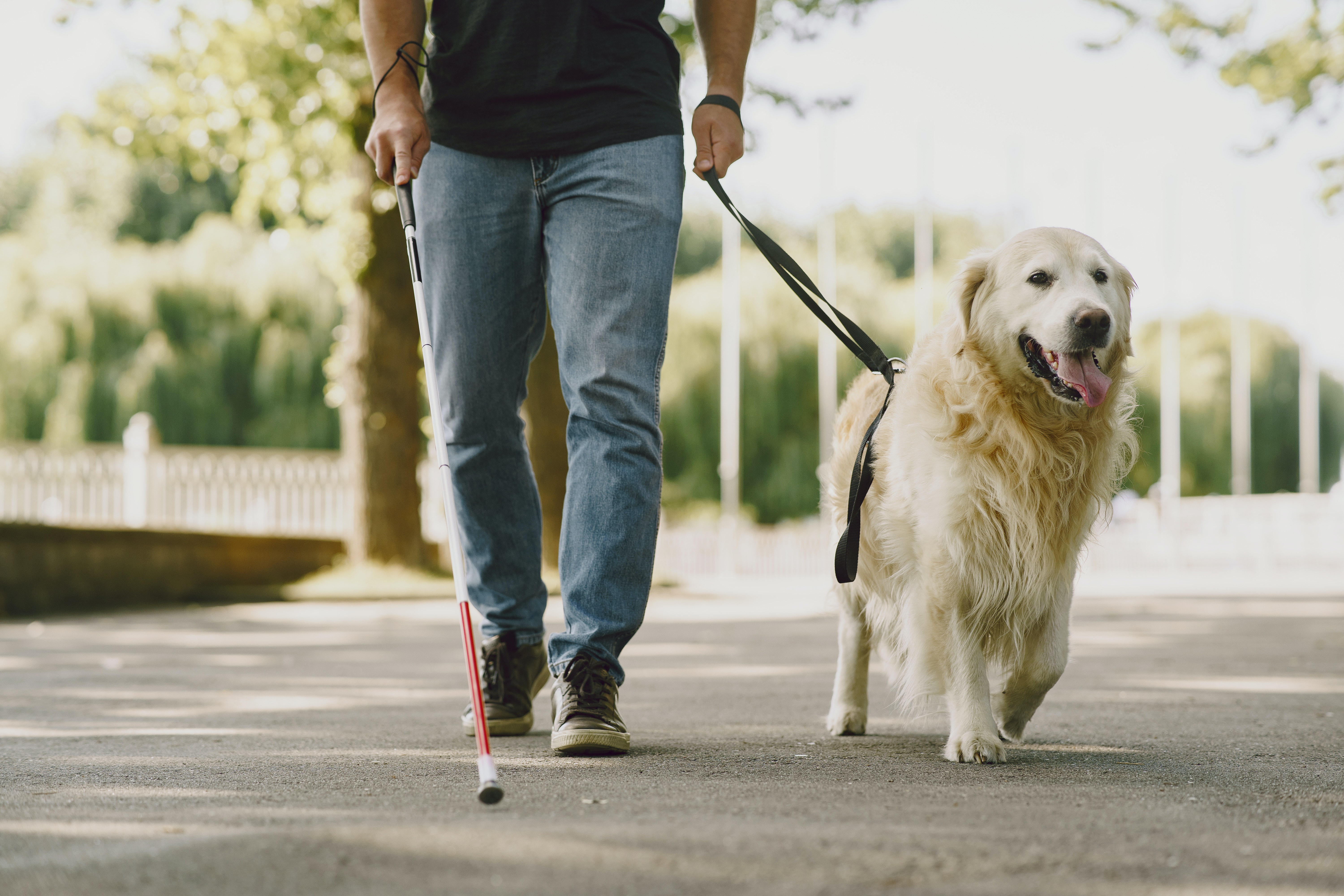 A man with a vision impairment is walking along a path. He has a cane to guide him and is also holding the lead of his guide dog - a blonde labrador.